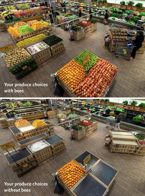 Hình ảnh so sánh về đa dạng thực phẩm khi có và không có sự tồn tại của loài ong